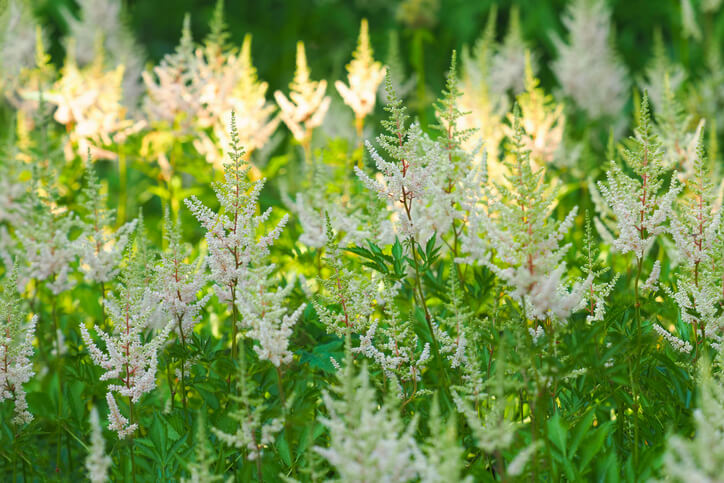 Ideale Standorte für Astilben