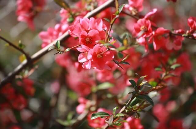 Idealer Standort für Zierquitten