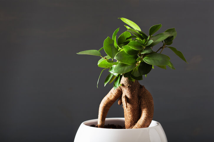 Im Milchsaft enthaltene Substanzen