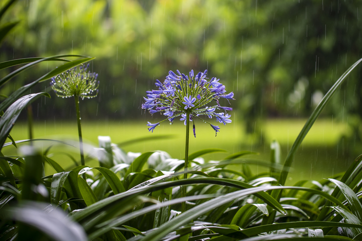 Immergrüne Schmucklilien