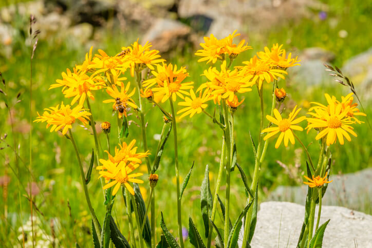 Inhaltsstoffe der Arnika