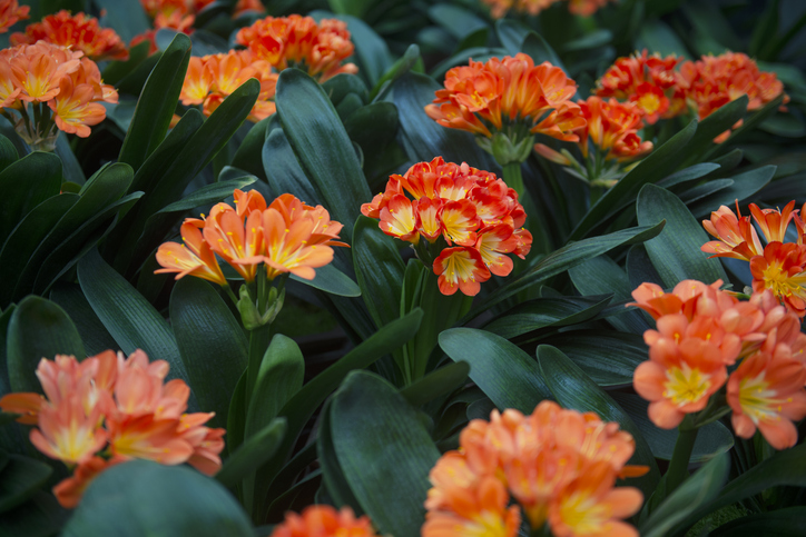 Inhaltsstoffe der Pflanze