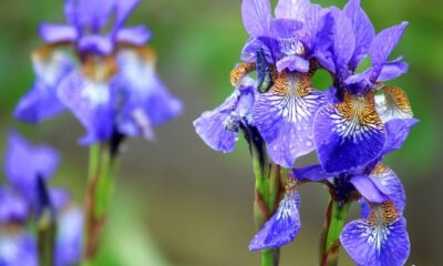 Iris - wann beginnt die Blütezeit