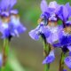 Iris - wann beginnt die Blütezeit