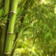 Ist Bambus wirklich Holz