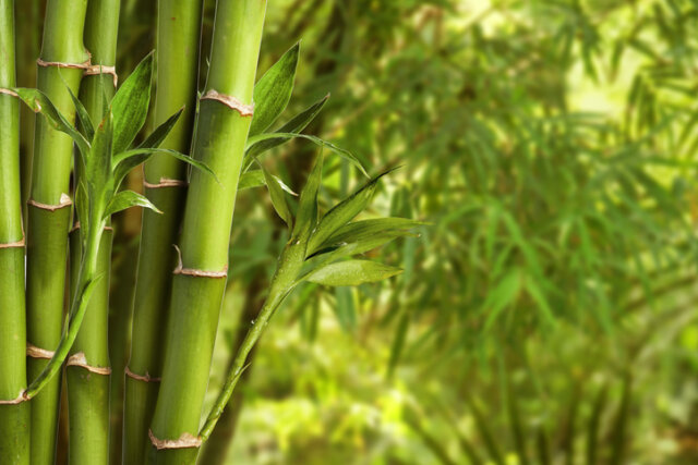 Ist Bambus wirklich Holz