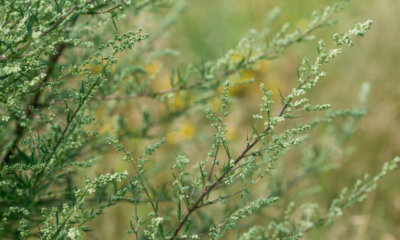Ist Beifuß wirklich giftig