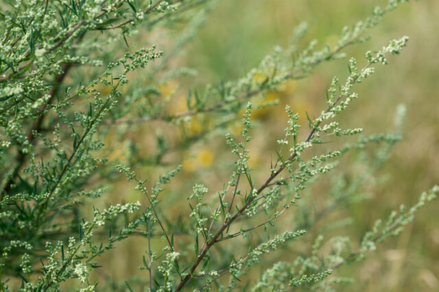 Ist Beifuß wirklich giftig