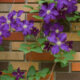 Ist Clematis für Tiere giftig