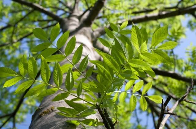 Ist Esche wirklich giftig