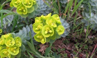 Ist Euphorbia für Tiere giftig