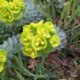 Ist Euphorbia für Tiere giftig
