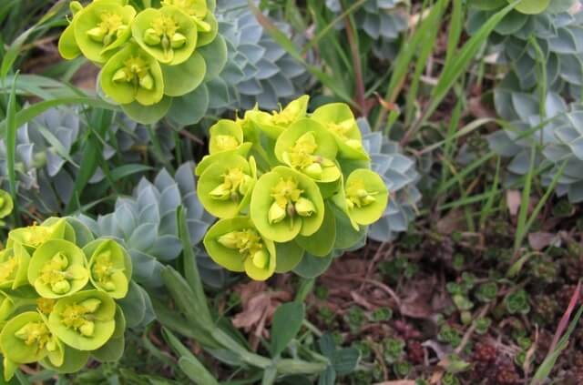 Ist Euphorbia für Tiere giftig