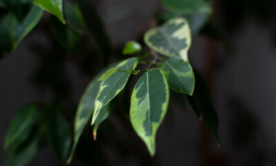 Ist Ficus Benjamini giftig oder harmlos