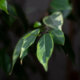 Ist Ficus Benjamini giftig oder harmlos