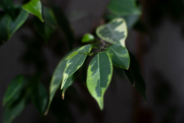 Ist Ficus Benjamini giftig oder harmlos