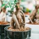Ist Ficus Ginseng für Katzen giftig