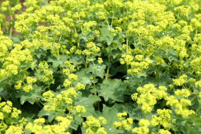 Ist Frauenmantel giftig oder essbar