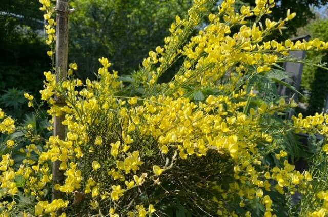 Ist Ginster für Tiere giftig