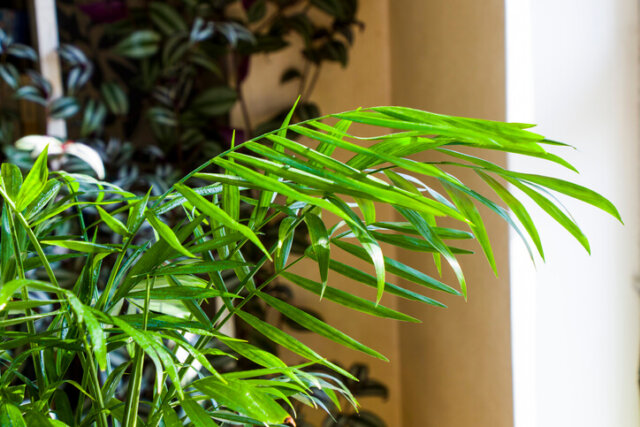 Ist Goldfruchtpalme wirklich giftig