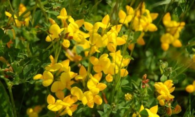 Ist Hornklee giftig oder harmlos