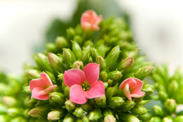 Ist Kalanchoe für Menschen und Tiere giftig