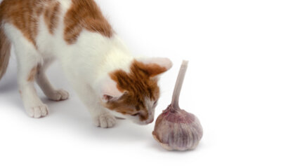 Ist Knoblauch giftig für Katzen