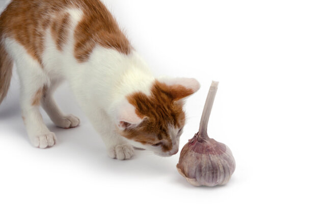 Ist Knoblauch giftig für Katzen