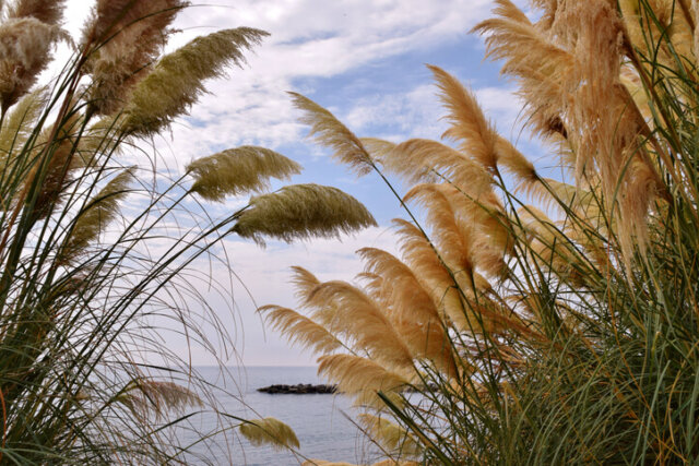 Ist Pampasgras giftig für Tiere