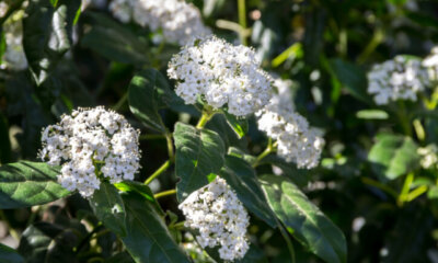Ist Viburnum tinus giftig