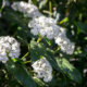 Ist Viburnum tinus giftig