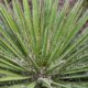 Ist Yucca filamentosa giftig oder harmlos