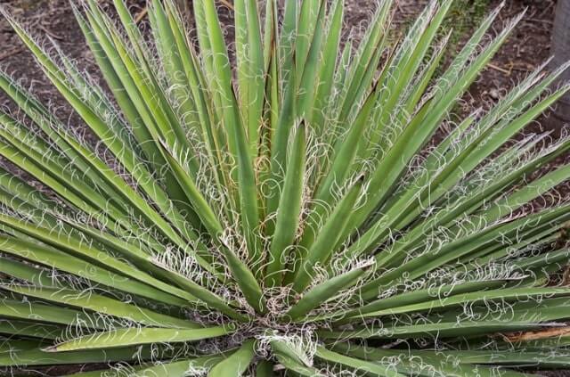 Ist Yucca filamentosa giftig oder harmlos