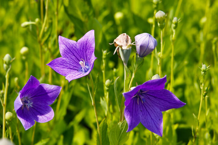 Ist die Ballonblume essbar