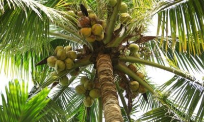 Ist die Kokospalme giftig für Katzen