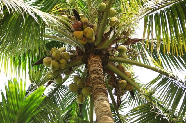 Ist die Kokospalme giftig für Katzen