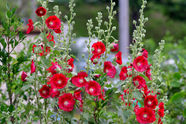 Ist die Stockrose giftig oder harmlos