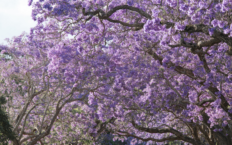 Jacaranda – ein Mehrfach-Blüher
