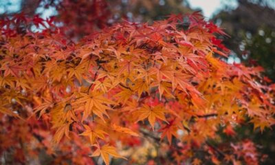 Japanischer Ahorn hat braune Blätter - was tun