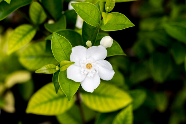 Jasmin bekommt gelbe Blätter - mögliche Ursachen