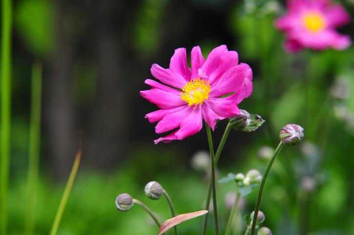 Jede Blüte - ein kleiner Kosmos