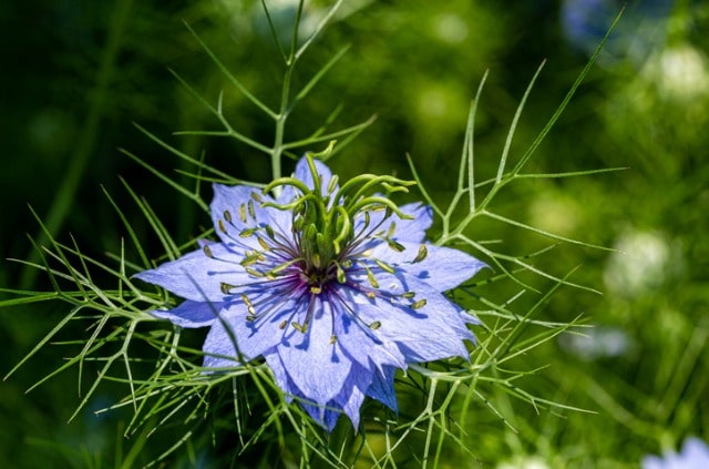 Jungfer im Grünen - Aussaat, Ernte und Verzehr