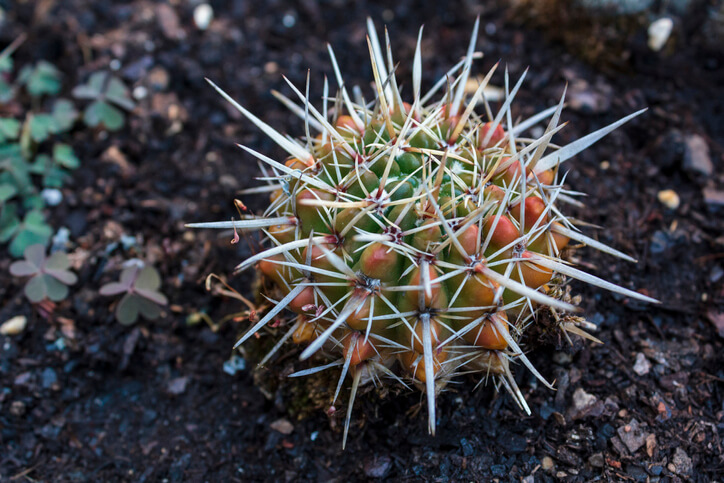 Kältetaugliche Kakteen
