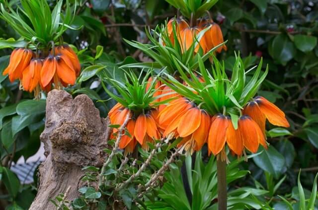 Kaiserkrone - wann ist die beste Pflanzzeit