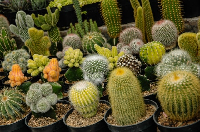 Kakteen - welche Arten vertragen Frost