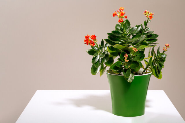 Kalanchoe - so gießen Sie die Pflanze richtig!