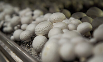 Kann man Pilze in einem Gewächshaus züchten