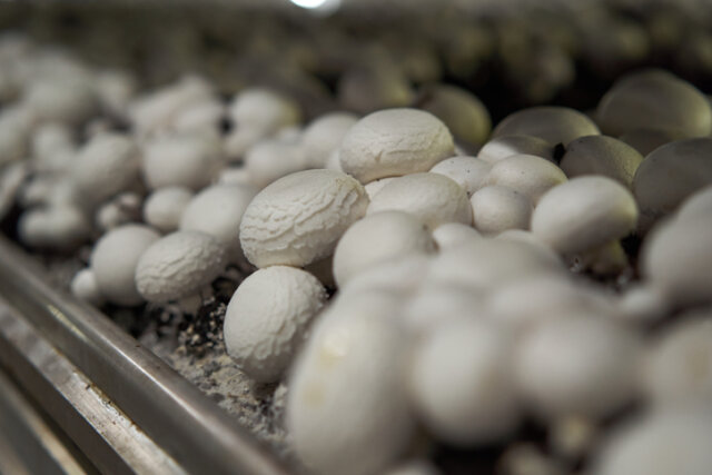 Kann man Pilze in einem Gewächshaus züchten