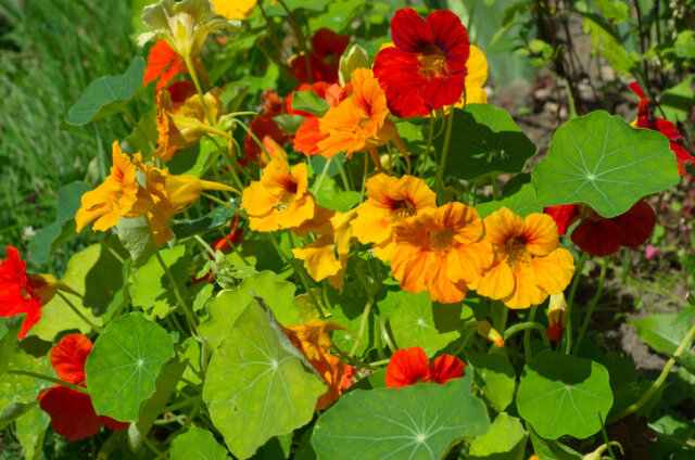 Kapuzinerkresse - giftig oder essbar