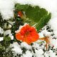 Kapuzinerkresse im Winter - verträgt sie Frost